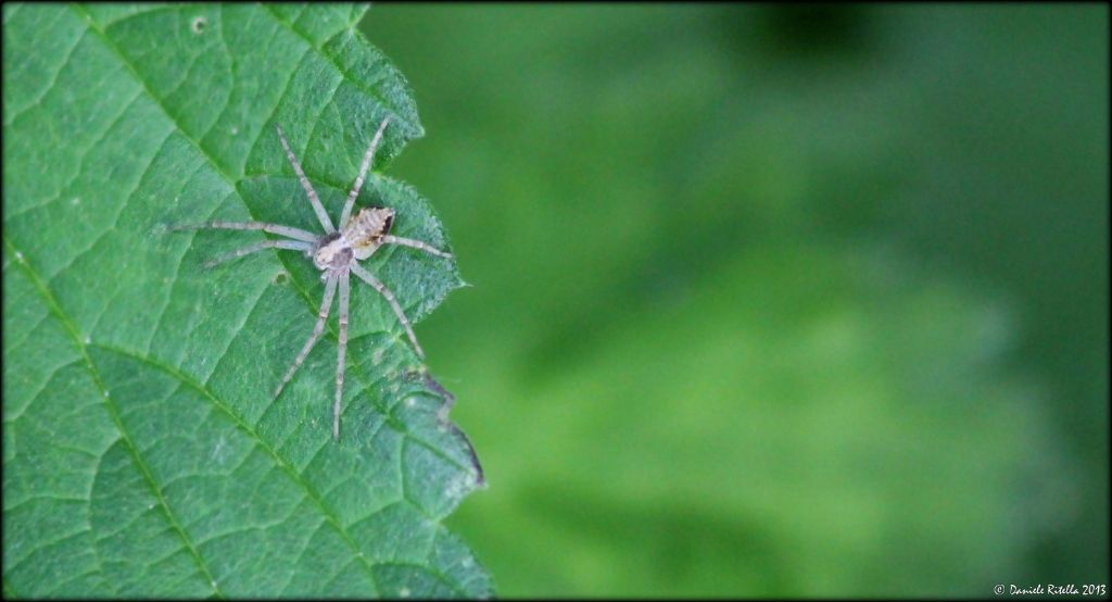 Philodromidae:  Philodromus sp.  - Venafro (IS)